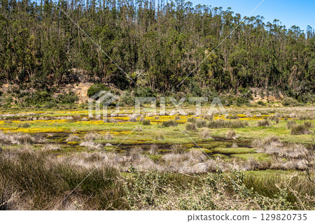 Yellow flowers on the way from Troviscais to the River Mira, Vicentine Coast Natural Park Portugal 129820735