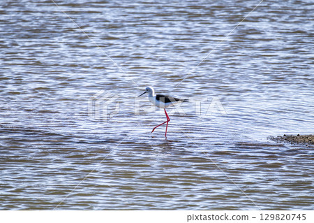 Black-winged stilt, Himantopus himantopus in the Sado Estuary Natural Reserve in Comporta in Portugal Black-winged stilt, Himantopus himantopus in the Sado Estuary Natural Reserve in Comporta in Portugal 129820745