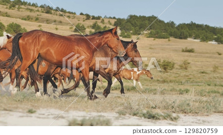 Horses running free in Crimea, near the town of Belogorsk Horses running free in Crimea, near the town of Belogorsk 129820759