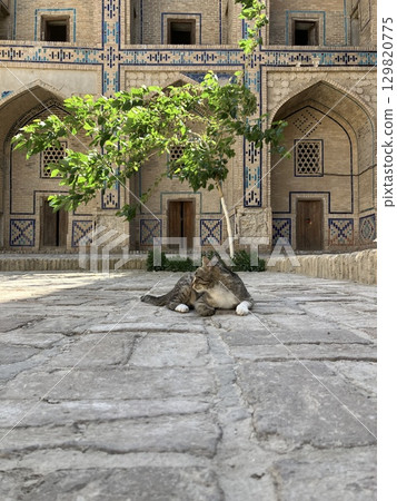 Uzbekistan Bukhara Madrasa Uzbekistan Bukhara Madrasa 129820775
