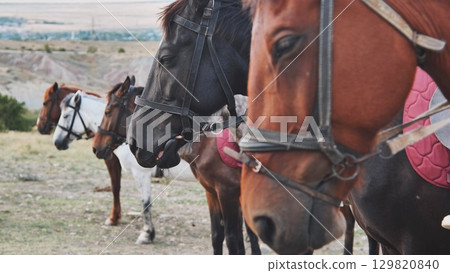 Horses wearing bridles standing in Crimea near Belogorsk 129820840