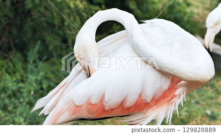 Flamingo preening its pink and white feathers in a zoo Flamingo preening its pink and white feathers in a zoo 129820889