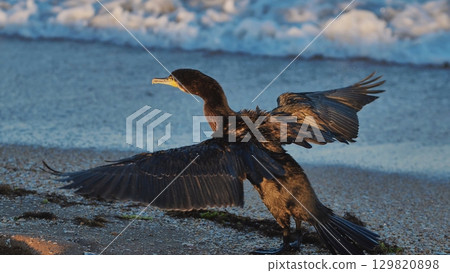 Great cormorant drying its wings on the beach of Crimea Great cormorant drying its wings on the beach of Crimea 129820898