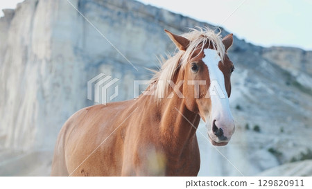 Wild horse standing in a mountainous landscape in Crimea near Belogorsk 129820911