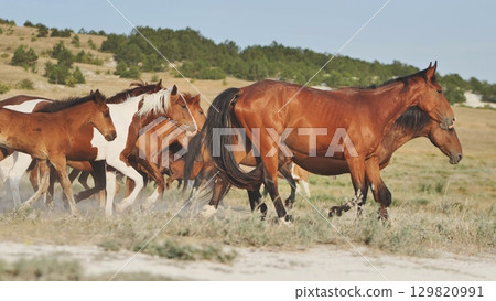 Herd of horses running in the Crimean steppe near Belogorsk 129820991