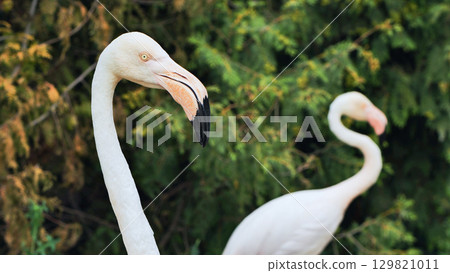 Greater flamingo showing its long neck and beak in the zoo 129821011