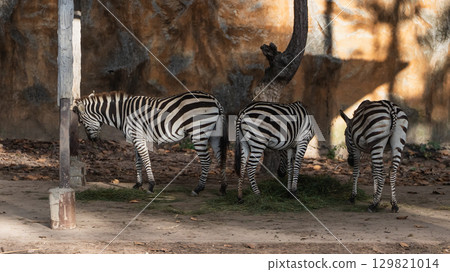 Three Zebras Grazing in Natural Habitat with Unique Striped Patterns and Textured Background Captured in a Zoo Setting with Soft Natural Light Three Zebras Grazing in Natural Habitat with Unique Striped Patterns and Textured Background Captured in a Zoo Setting with Soft Natural Light 129821014