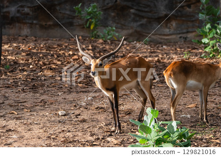 Brown antelope standing in natural habitat with soft sunlight, showcasing unique horns and graceful posture among foliage and earthy surroundings Brown antelope standing in natural habitat with soft sunlight, showcasing unique horns and graceful posture among foliage and earthy surroundings 129821016