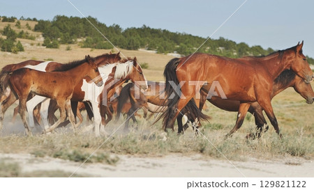 Wild horses galloping across arid grassland, green trees framing distant landscape, capturing unbridled equine spirit 129821122