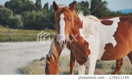 Pinto horse grazing near Belogorsk in Crimea 129821149