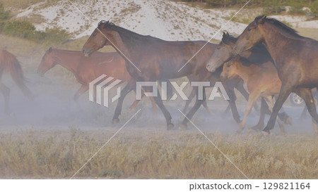 Herd of horses running and raising dust near Belogorsk, Crimea 129821164