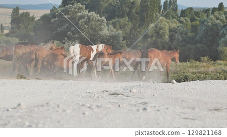 Horses running in the dust near Belogorsk, Crimea 129821168