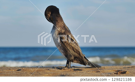 Cormorant preening its feathers on Crimean beach Cormorant preening its feathers on Crimean beach 129821186