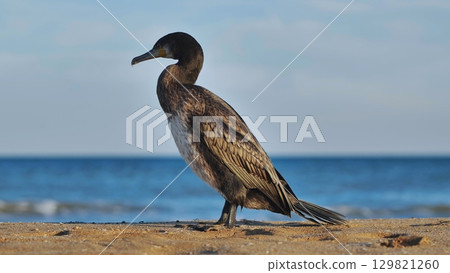 Cormorant perching on sandy shore, black sea waters calm, scenic crimean coastline stretching behind feathered silhouette Cormorant perching on sandy shore, black sea waters calm, scenic crimean coastline stretching behind feathered silhouette 129821260