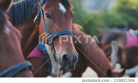 Horse wearing a bridle standing in Crimea near Belogorsk Horse wearing a bridle standing in Crimea near Belogorsk 129821304