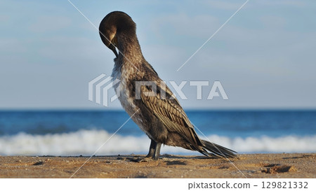 Cormorant preening its feathers on Crimean beach with blue sea in background 129821332