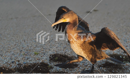 Great cormorant - phalacrocorax carbo - standing on the beach with spread wings drying its feathers in crimea, black sea 129821345