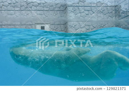 一隻強壯的北極熊在水下游泳 129821371