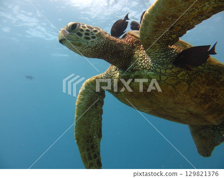 夏威夷海龜 夏威夷海龜 129821376