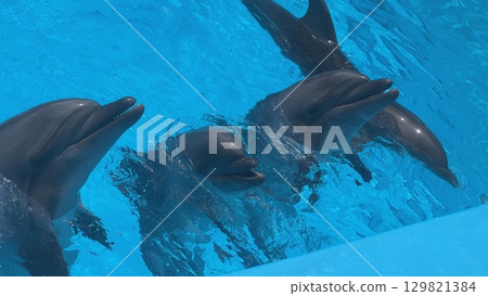 Group of dolphins swimming and playing in blue water 129821384