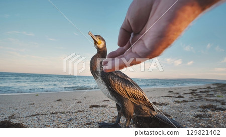 Great cormorant standing on the beach of Crimea interacting with human hand 129821402