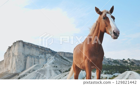 Brown horse standing in the mountains of Crimea near Belogorsk 129821442