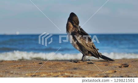 Great cormorant preening feathers on Crimean beach with blue sea in background 129821501