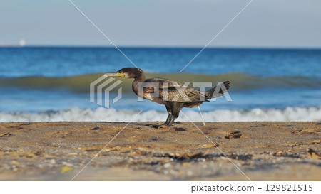 Great cormorant urinating on Crimean beach with blue sea in background Great cormorant urinating on Crimean beach with blue sea in background 129821515
