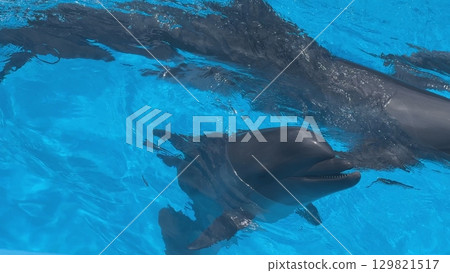 Dolphins swimming in blue water pool 129821517