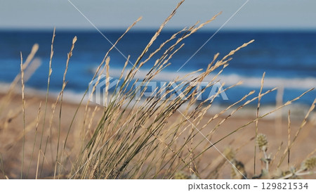Dry grass waving gently near black sea shoreline, blue waters stretching behind golden windswept strands Dry grass waving gently near black sea shoreline, blue waters stretching behind golden windswept strands 129821534