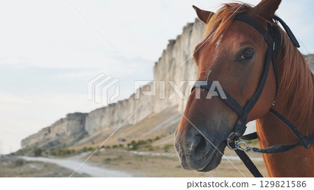 Horse wearing bridle standing near White Rock in Crimea, Belogorsk 129821586