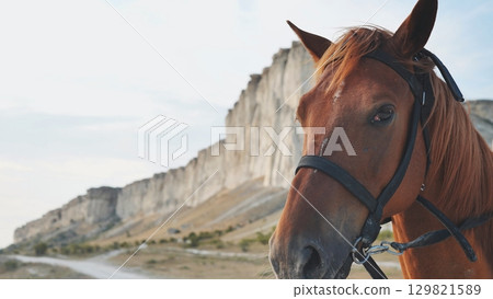 Horse wearing bridle standing near White Rock in Belogorsk, Crimea Horse wearing bridle standing near White Rock in Belogorsk, Crimea 129821589