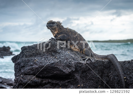Marine iguana on rocks at Puerto Villamil beach, Galapagos, Ecuador 129821592