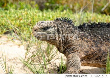 Marine iguana on the sandy shores of Isabela Island, Galapagos Archipelago, Ecuador 129821593