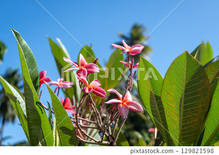 Frangipani flowers in Hiva Oa, Marquesas Islands, French Polynesia Frangipani flowers in Hiva Oa, Marquesas Islands, French Polynesia 129821598