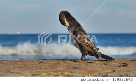 Cormorant resting on a sandy beach with the waves of the black sea in the background, in crimea 129821646
