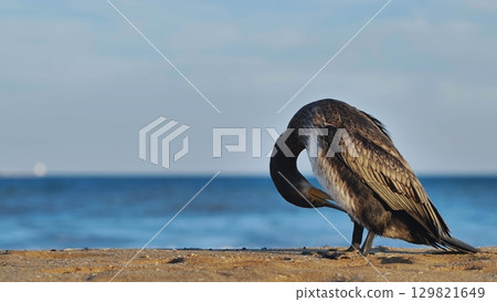 Great cormorant preening its feathers on Crimean beach Great cormorant preening its feathers on Crimean beach 129821649