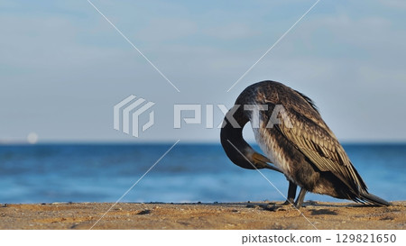 Great cormorant preening its feathers on Crimean beach 129821650