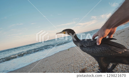 Hand reaching out to touch a cormorant standing on a beach in crimea, with the black sea in the background at sunset Hand reaching out to touch a cormorant standing on a beach in crimea, with the black sea in the background at sunset 129821670