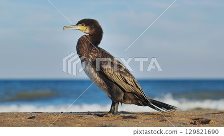 Great cormorant standing on Crimean beach observing the sea Great cormorant standing on Crimean beach observing the sea 129821690