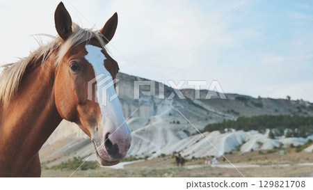 Horse with white facial markings standing in mountainous terrain, embodying natural elegance and tranquil wilderness Horse with white facial markings standing in mountainous terrain, embodying natural elegance and tranquil wilderness 129821708