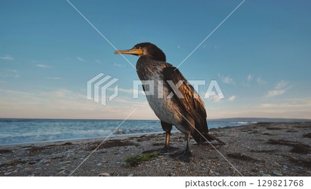 Great cormorant standing on the beach in crimea, black sea, at sunset, enjoying the beautiful seascape Great cormorant standing on the beach in crimea, black sea, at sunset, enjoying the beautiful seascape 129821768