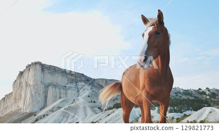 Brown horse standing in front of White Rock in Crimea near Belogorsk 129821773