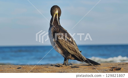 Great cormorant preening its feathers on Crimean beach Great cormorant preening its feathers on Crimean beach 129821807