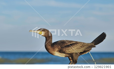 Brown cormorant with yellow beak perching on rock overlooking calm black sea against clear blue sky in crimea, ukraine Brown cormorant with yellow beak perching on rock overlooking calm black sea against clear blue sky in crimea, ukraine 129821901