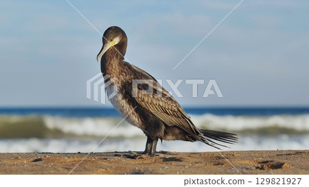 Great cormorant standing on Crimean beach with blue sea and waves in background Great cormorant standing on Crimean beach with blue sea and waves in background 129821927