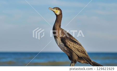 Great cormorant standing on crimean seashore enjoying sea breeze Great cormorant standing on crimean seashore enjoying sea breeze 129821929