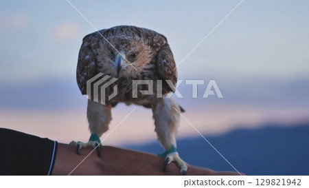 Imperial eagle standing on falconer's arm in Crimea at sunset Imperial eagle standing on falconer's arm in Crimea at sunset 129821942