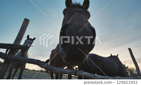 Curious horses approaching the camera behind a wooden fence in Crimea at sunset 129821952