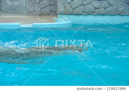 北極熊在游泳池裡游泳 129821966